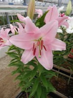 [4658 DJ OR-06 No02.JPG]